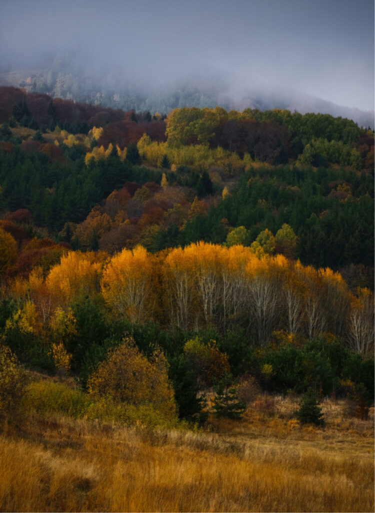 Skov